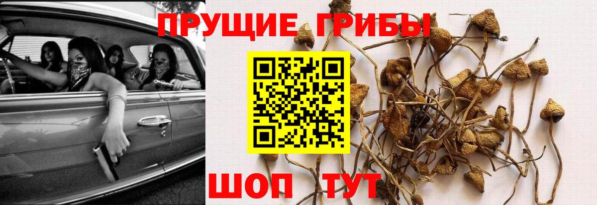Галлюциногенные грибы Cubensis Урай